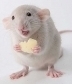 Ratpoison